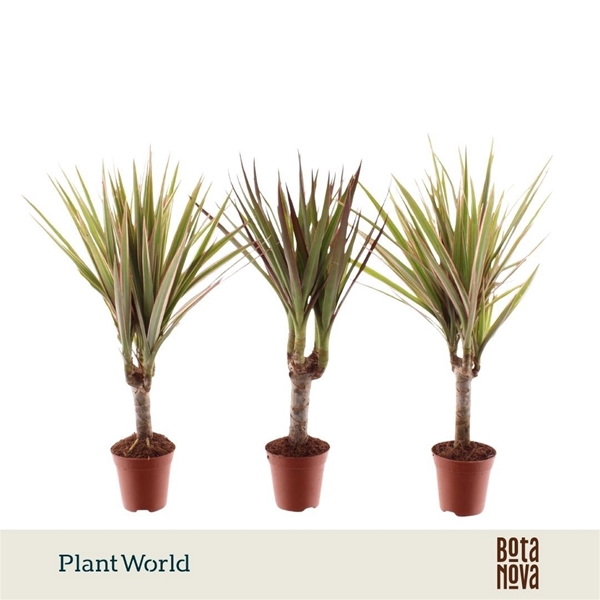 Dracaena Mix