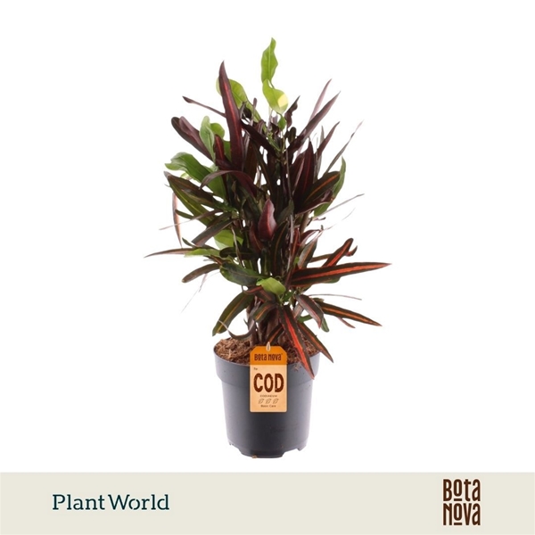 Codiaeum Croton Mammi Verzweigt