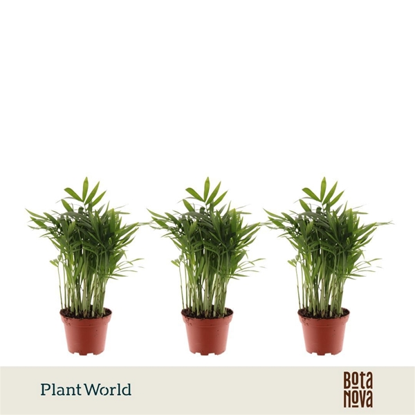 Chamaedorea Elegans 
