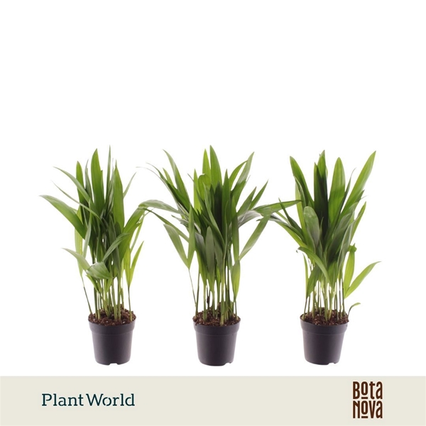 Areca Dypsis Lutescens