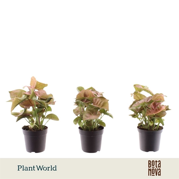 Syngonium Neon Robusta