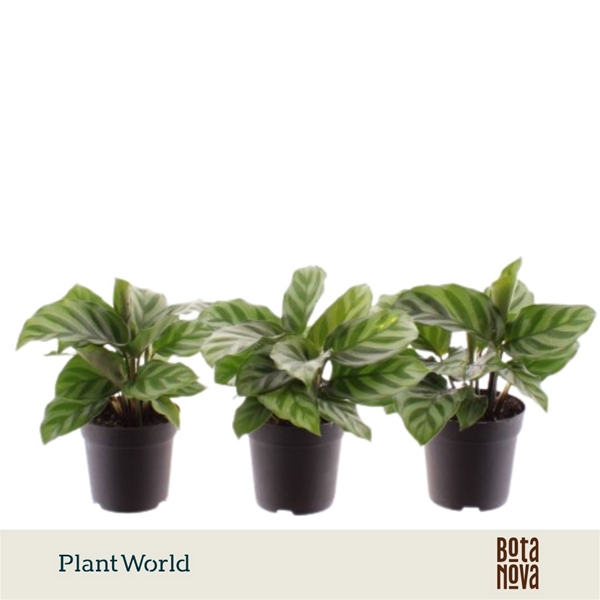 Calathea Freddie
