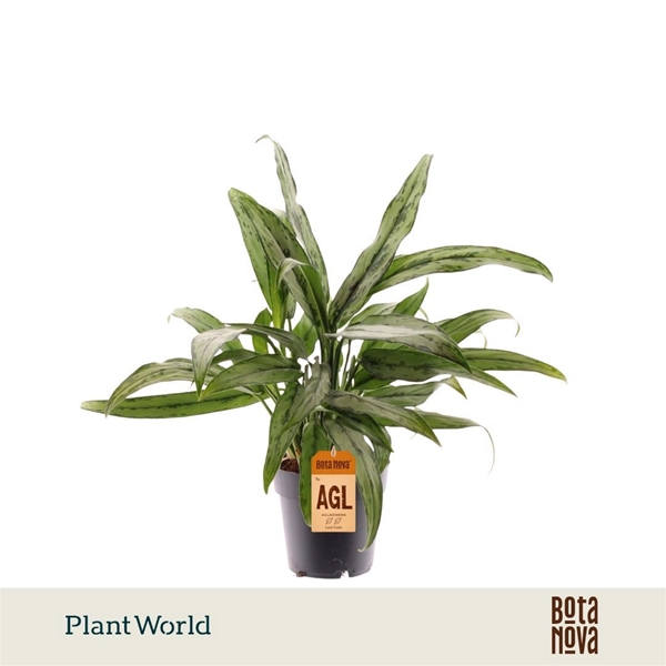 Aglaonema Cutlass