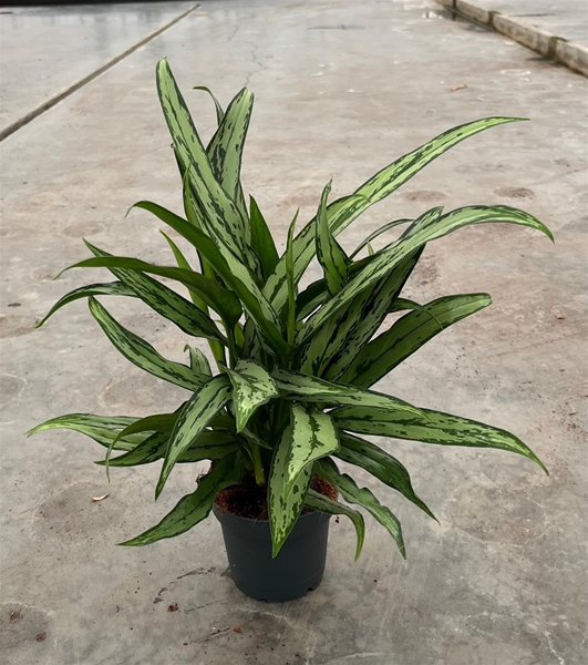 Aglaonema Cutlass