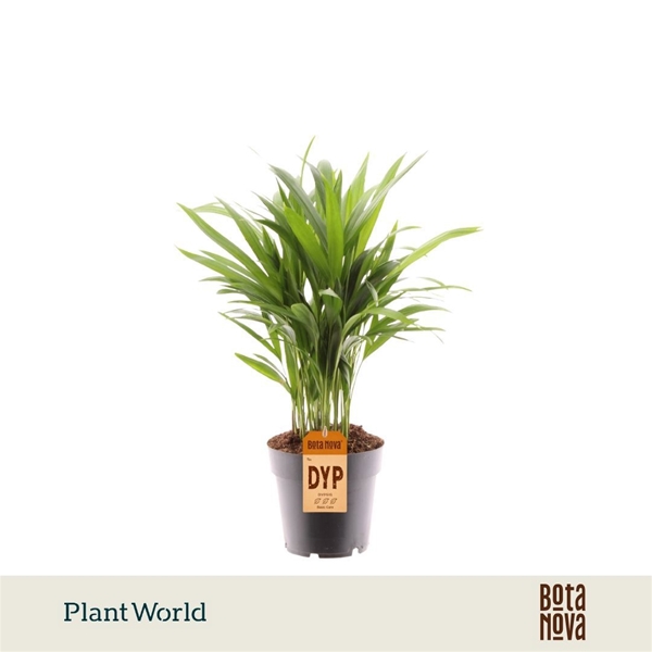 Areca Dypsis lutescens