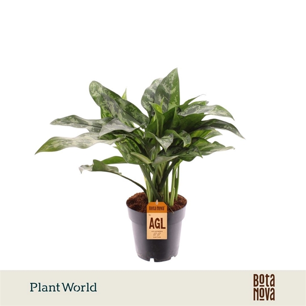 Aglaonema Maria