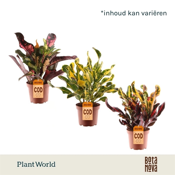Croton Variegatum Mix 3pp