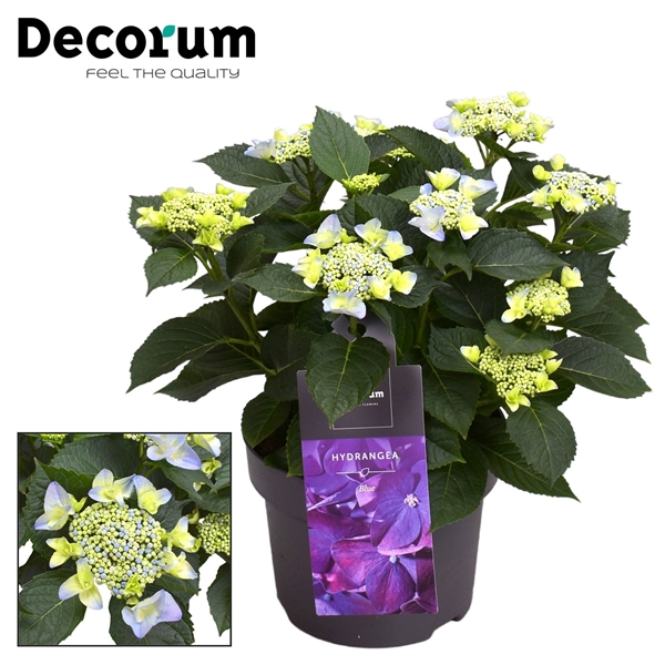 Hydrangea Teller Nizza Blue 7+