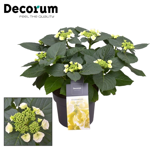 Hydrangea Teller Benxi Weiss 7+