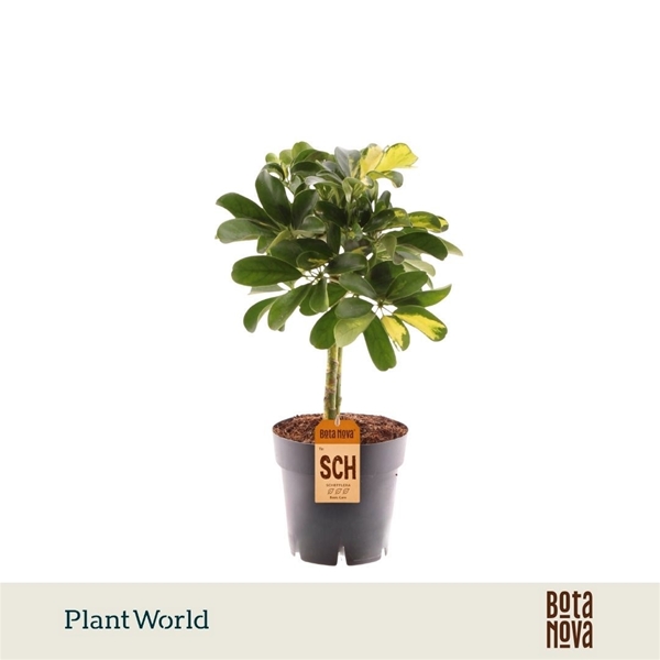 Schefflera Gold Capella Stam