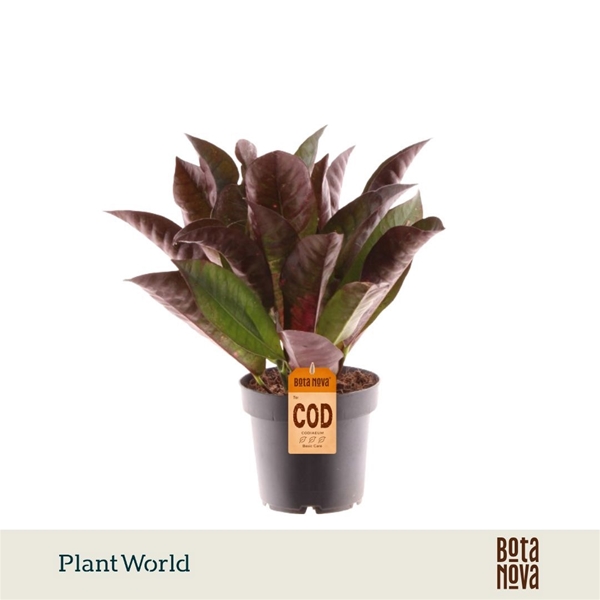 Codiaeum Variegatum Mrs. Iceton 3pp