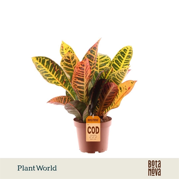 Codiaeum Croton Variegatum Petra 3pp
