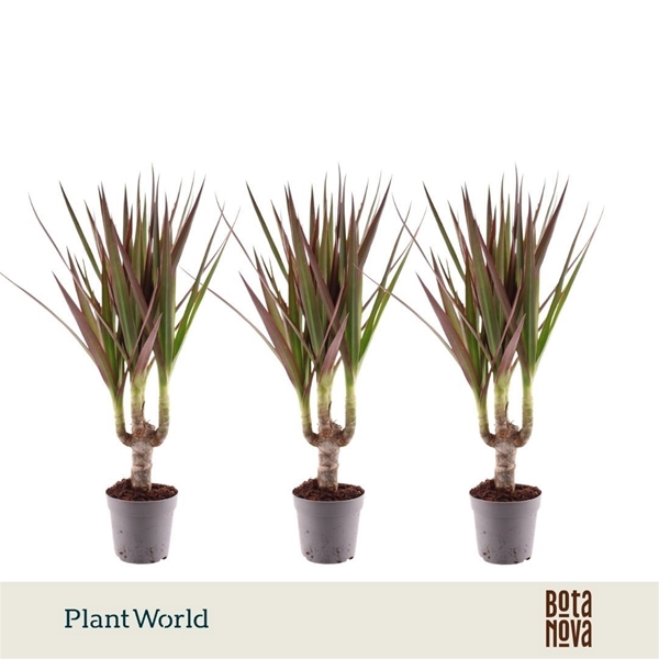 Dracaena Magenta Stam