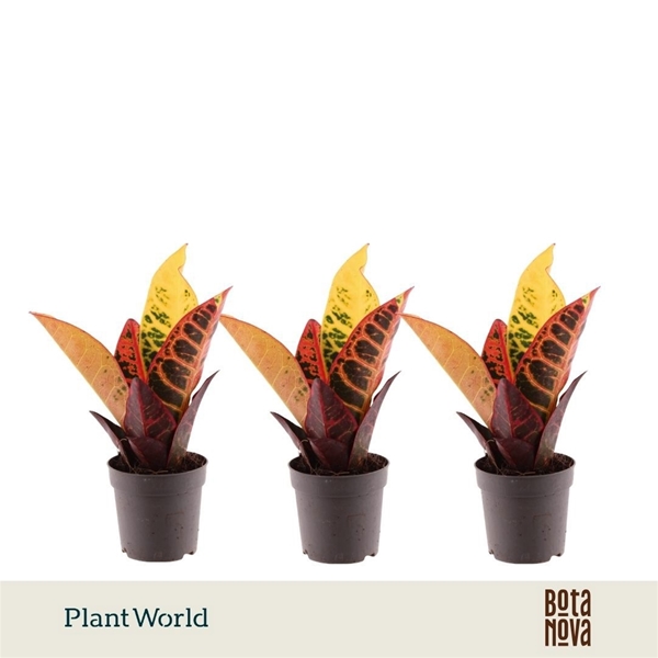 Codiaeum Variegatum Petra