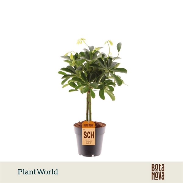 Schefflera Compacta Stam