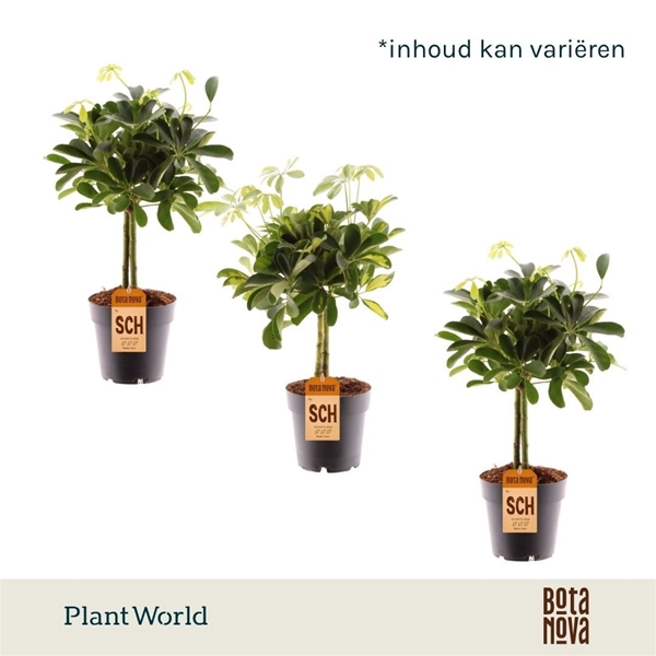 Schefflera Stam Mix