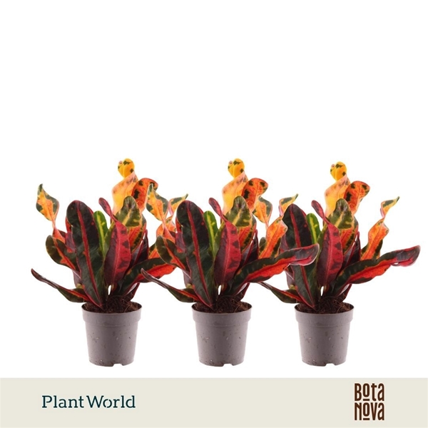 Codiaeum Variegatum Mammi