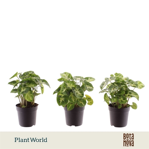 Syngonium Pixie