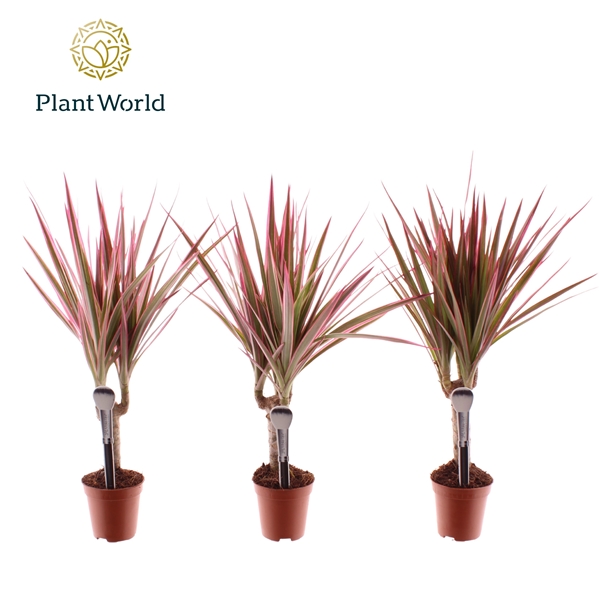 Dracaena marginata Bicolor Pink