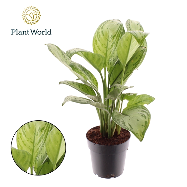 Aglaonema Maria Christina 