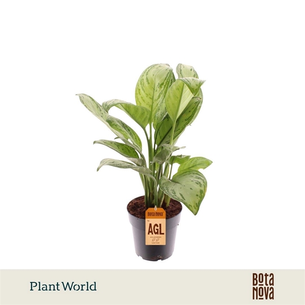 Aglaonema Maria Christina 