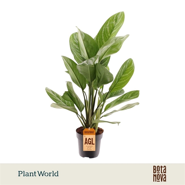 Aglaonema Stripes