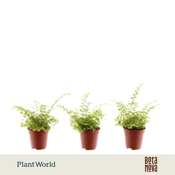 Nephrolepis Exaltata Green Fantasy