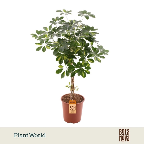 Schefflera Gold Capella Geflochten Stam