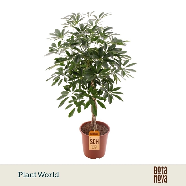 Schefflera Compacta Nora Multiflecht