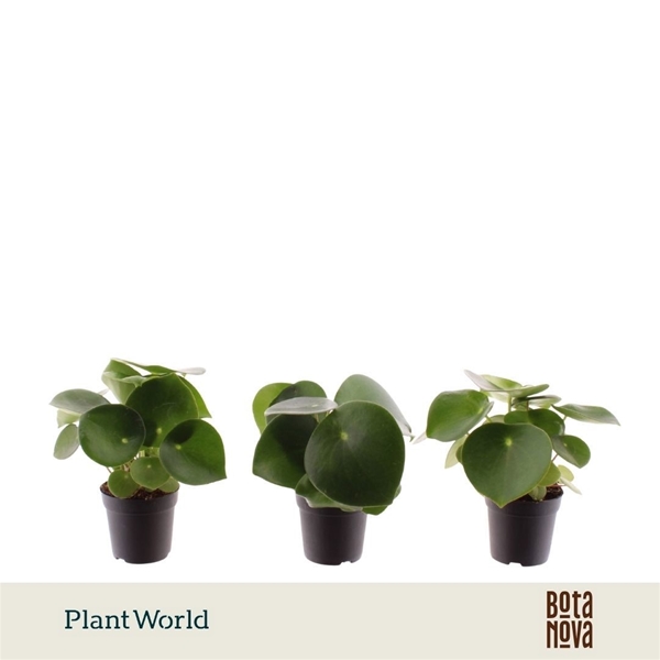 Peperomia Raindrop