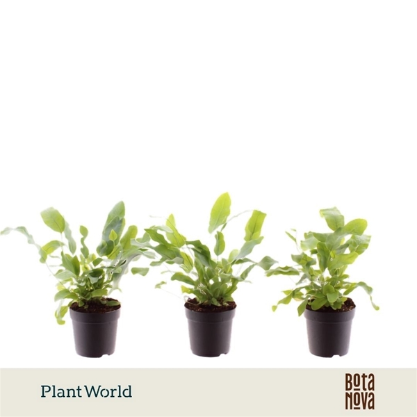 Phlebodium Aureum Blue Star