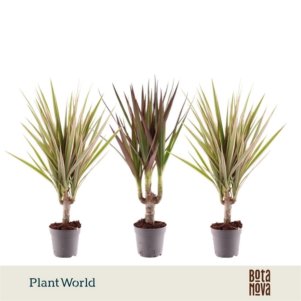 Dracaena Marginata Mix