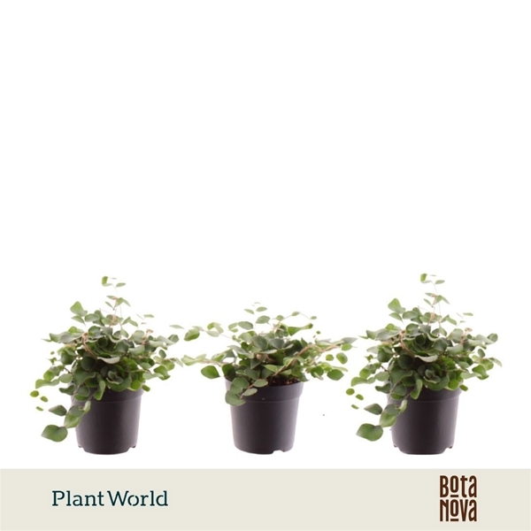 Pellaea Rotundifolia