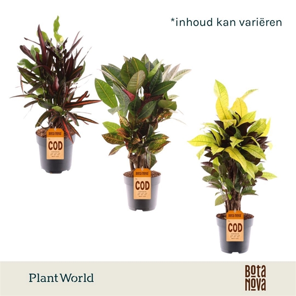 Codiaeum Croton Mix Verzweigt