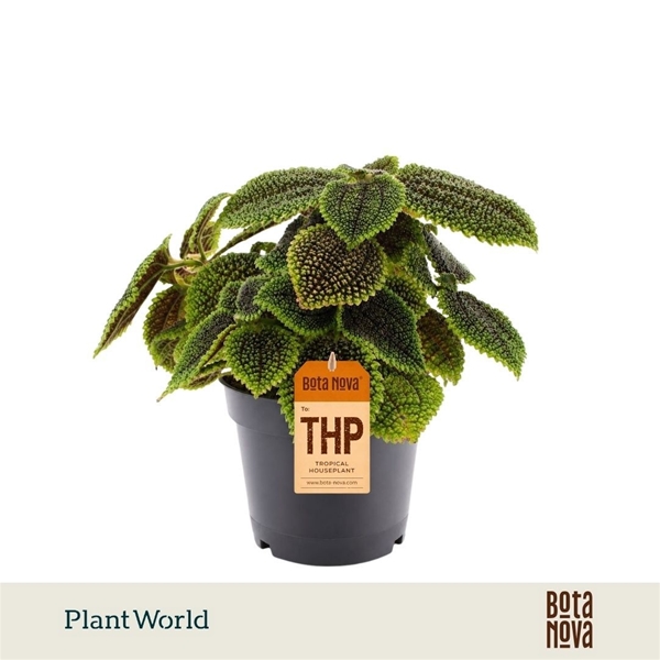 Pilea Moonvalley
