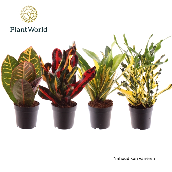 Codiaeum Croton Mixtray 