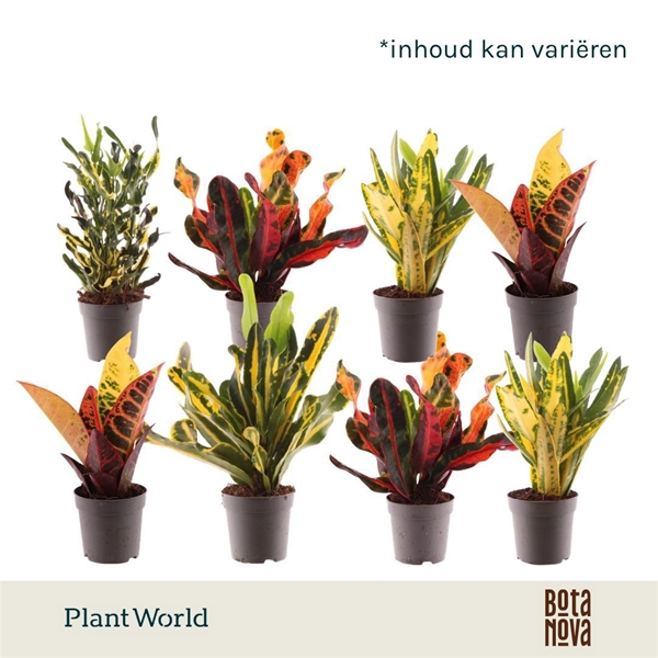Codiaeum Croton Mixtray 