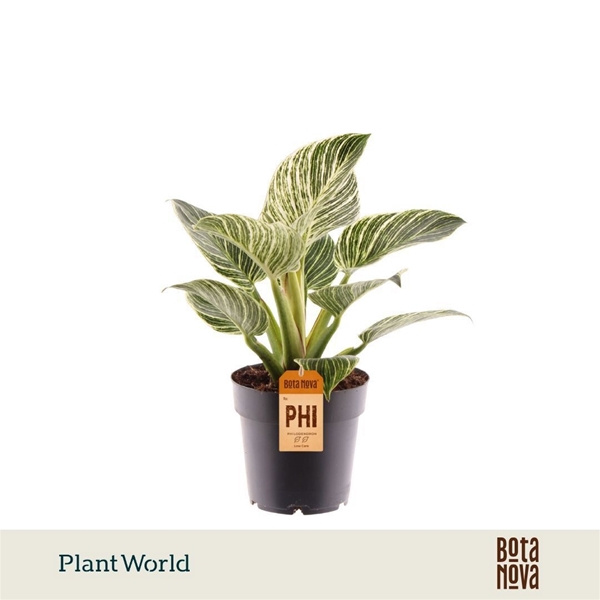 Philodendron Birkin