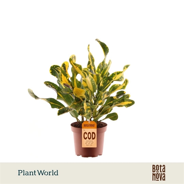 Codiaeum Croton Yellow 3pp