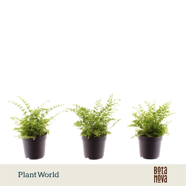 Nephrolepis Green Fantasy