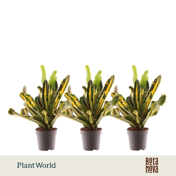 Codiaeum Croton Mammi Yellow