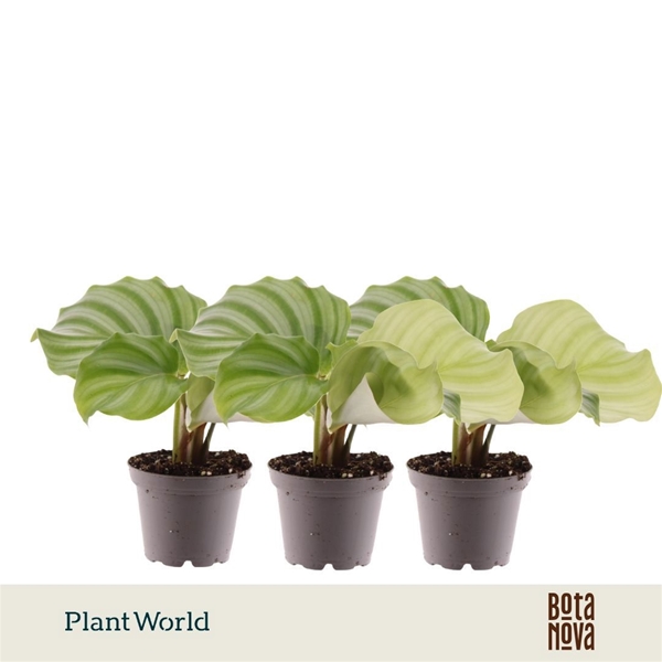 Calathea Orbifolia