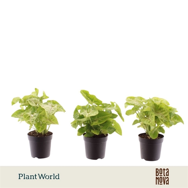 Syngonium Golden