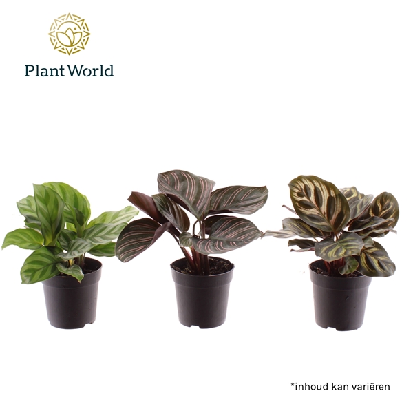 Calathea Mix