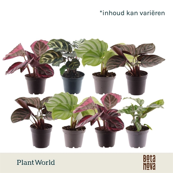 Calathea Mix