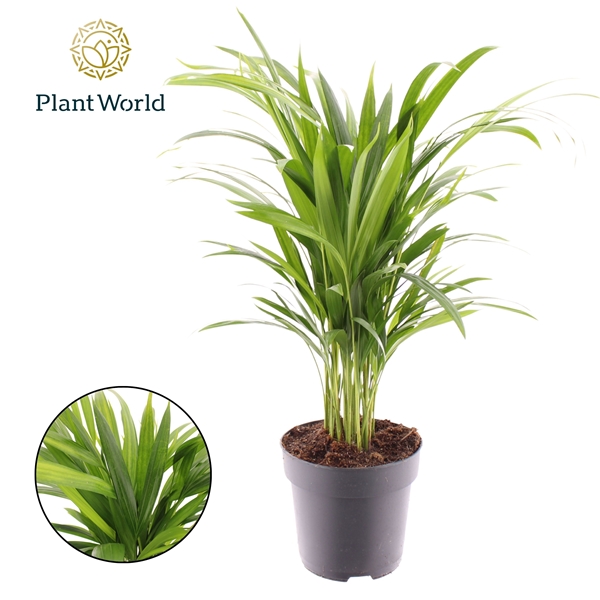 Dypsis Lutescens