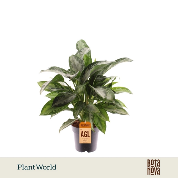 Aglaonema Jubilee Petit