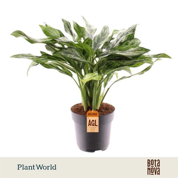 Aglaonema Juliette
