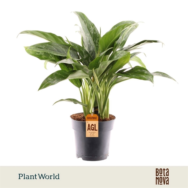 Aglaonema Green Lady