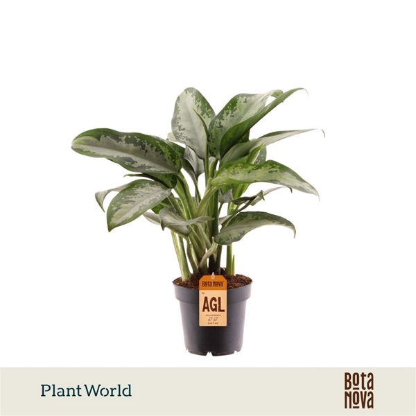 Aglaonema Jubilee Petite